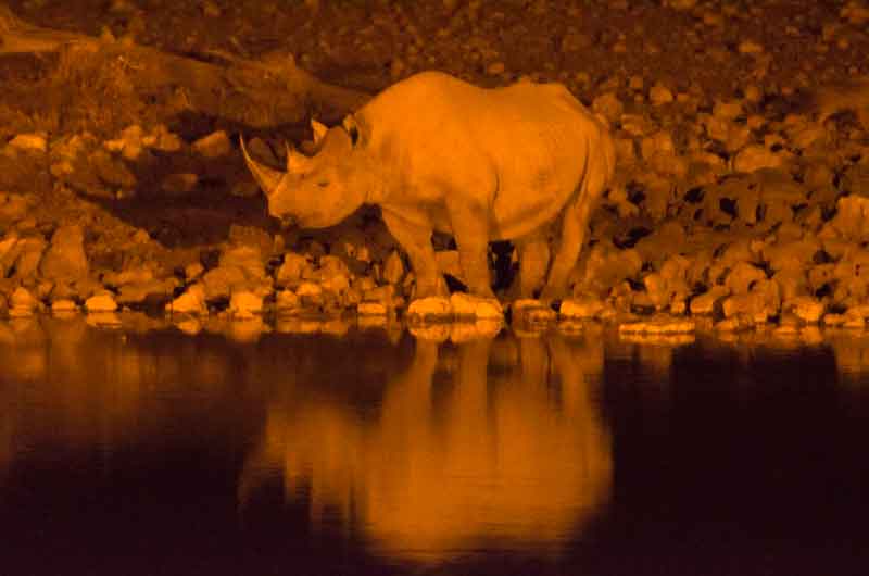 Rinoceronte - parque nacional de Etosha - Namibia 16.jpg